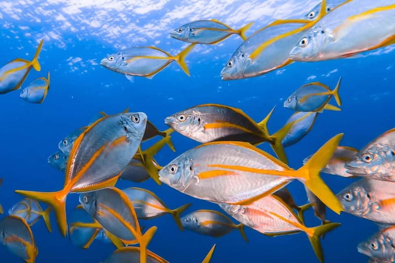 Costa Teguise: Guided 2-hour Snorkeling Tour for all levels - What the Costa Teguise snorkel tour is really like
