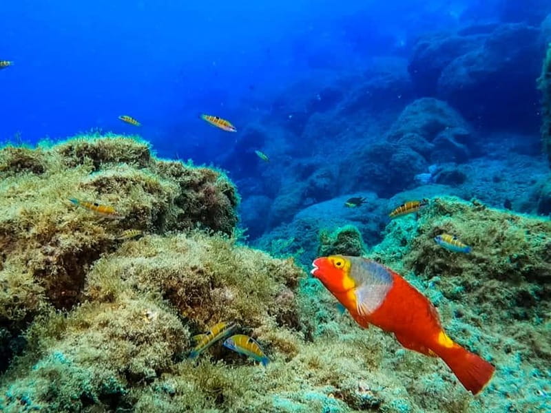 Costa Teguise: Guided 2-hour Snorkeling Tour for all levels - Shallow water first, open eyes later