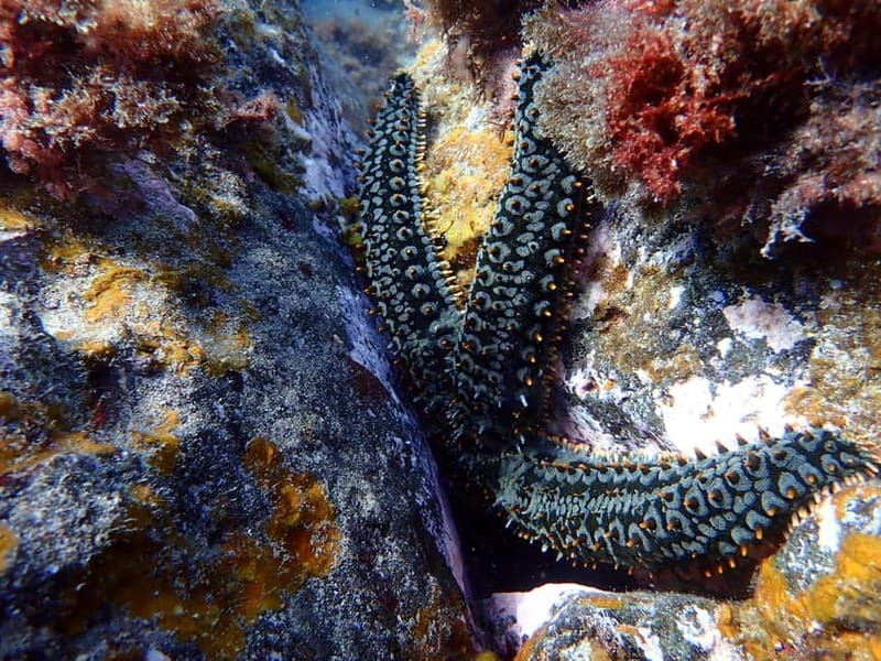 Costa Teguise: Guided 2-hour Snorkeling Tour for all levels - The Atlantic wildlife you may see