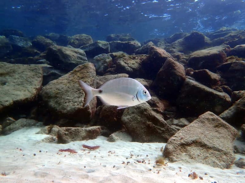 Costa Teguise: Guided 2-hour Snorkeling Tour for all levels - Small groups and guides who keep things calm