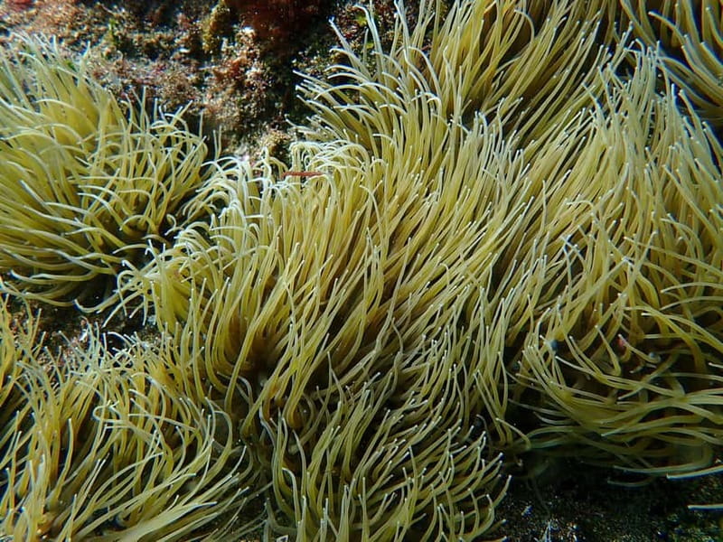 Costa Teguise: Guided 2-hour Snorkeling Tour for all levels - Photos, food, and other extras