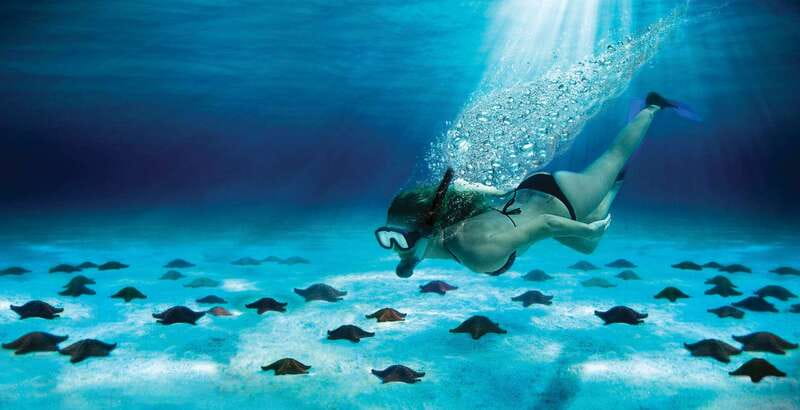 Cozumel: El Cielo & Palancar Snorkel with Open Bar & Ceviche - Palancar Reef: Coral, Turtles, and Open Water