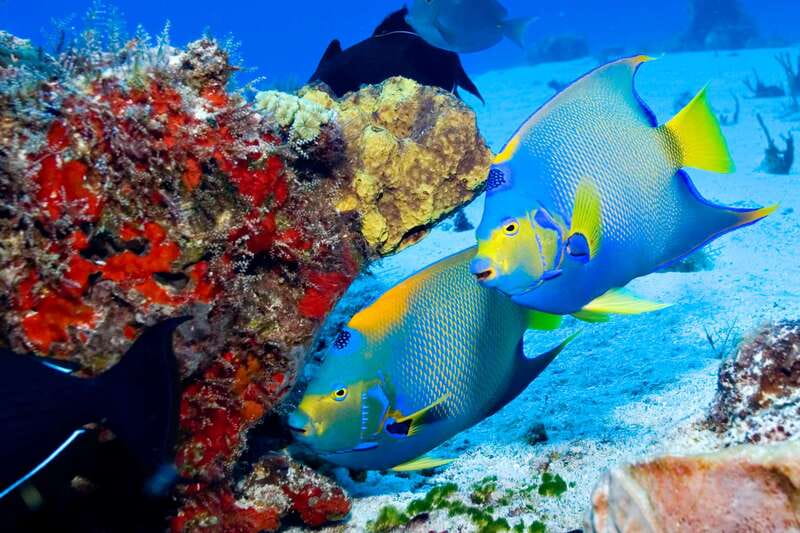 Cozumel: El Cielo & Palancar Snorkel with Open Bar & Ceviche - The Crew, Safety, and Group Size