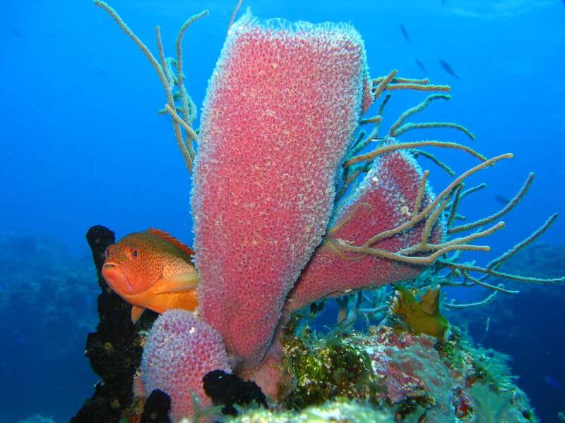 Cozumel: El Cielo & Palancar Snorkel with Open Bar & Ceviche - What the $72 Price Really Covers