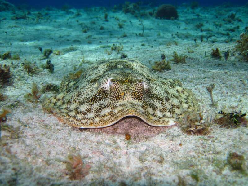 Cozumel: El Cielo & Palancar Snorkel with Open Bar & Ceviche - Sun Protection and What to Pack