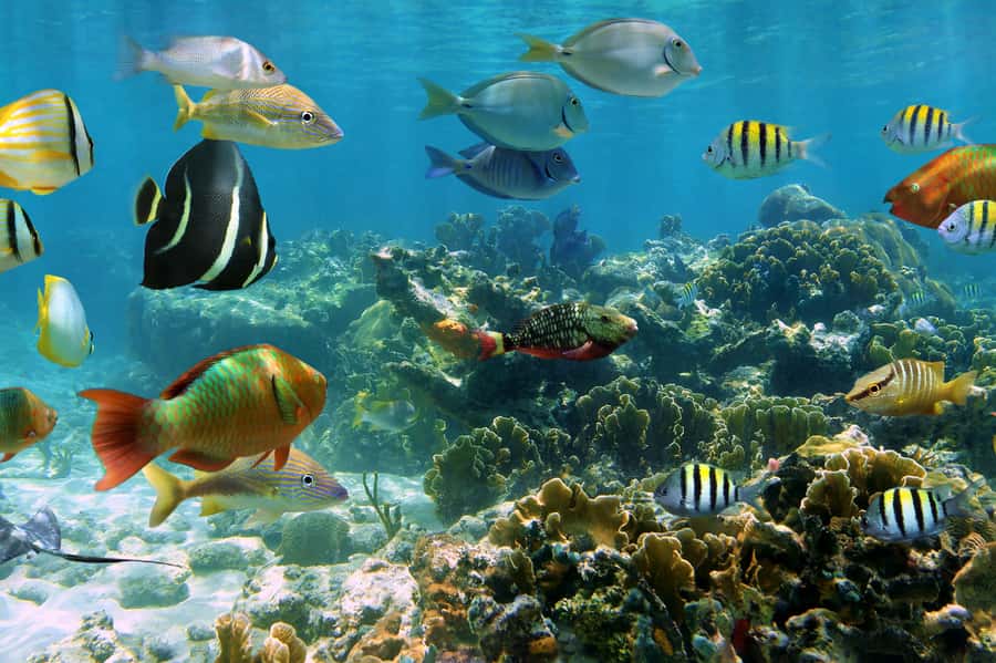 Cozumel: Palancar, Columbia and Cielo Reefs Snorkeling Tour - Why this Cozumel reef trip works well