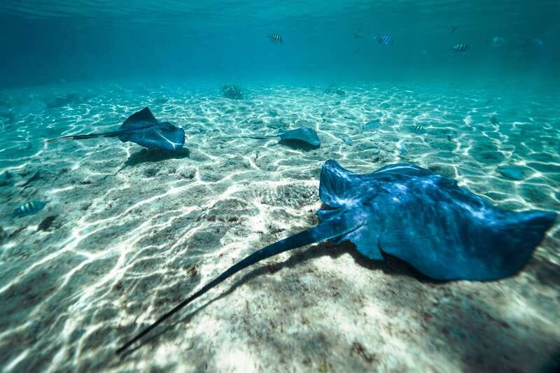 Cozumel: Snorkel and Swim with Stingrays - The waist-deep encounter with stingrays