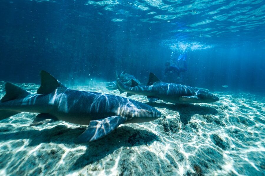 Cozumel: Snorkel and Swim with Stingrays - Snorkeling with rays, fish, and a coral display