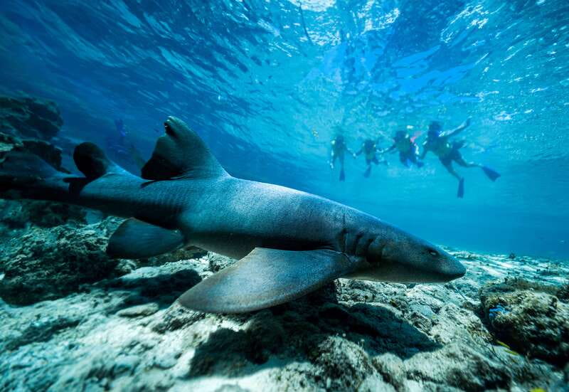 Cozumel: Snorkel and Swim with Stingrays - Is $58 a fair price?