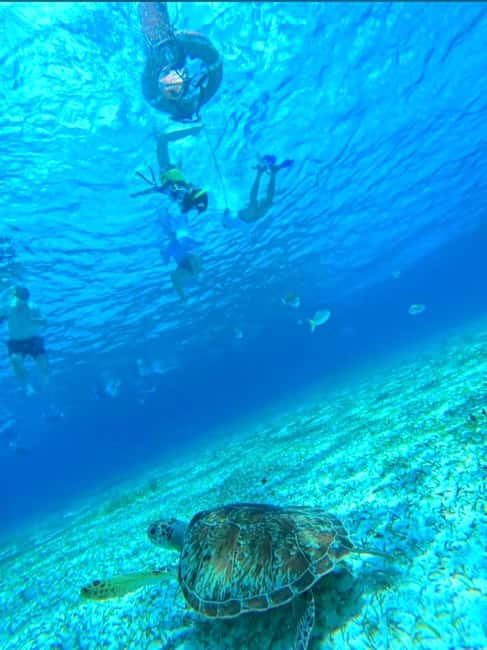 Cozumel: snorkeling on reefs + visit to "El Cielo" - Palancar Reef: coral shapes and reef fish