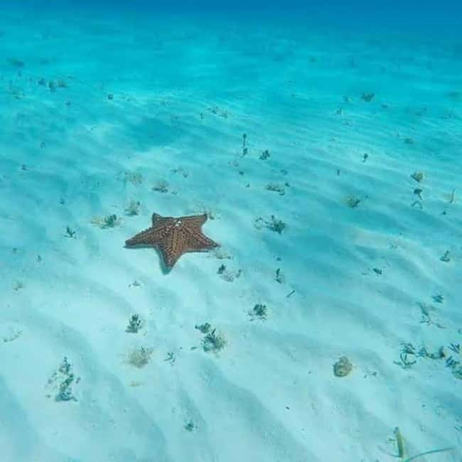 Cozumel: snorkeling on reefs + visit to "El Cielo" - Columbia Reef: a second look below the surface