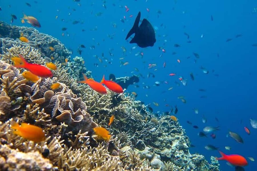 Cozumel: snorkeling on reefs + visit to "El Cielo" - Food, drinks, and the shaded boat
