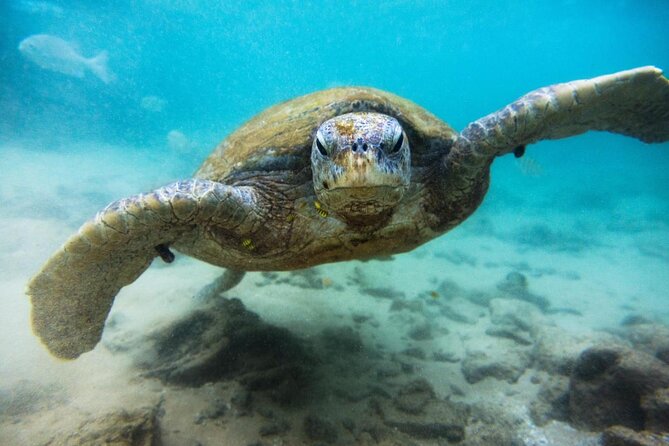 Cozumel Snorkeling Tour at Palancar & Colombia Reefs and El Cielo - Key points before you book