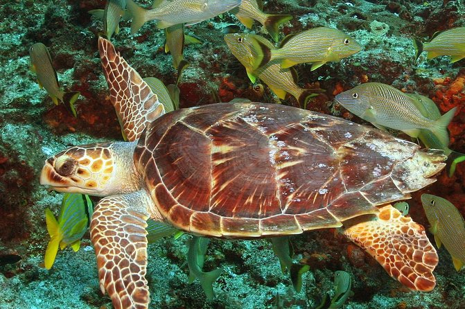Cozumel Snorkeling Tour at Palancar & Colombia Reefs and El Cielo - Getting to the marina takes planning
