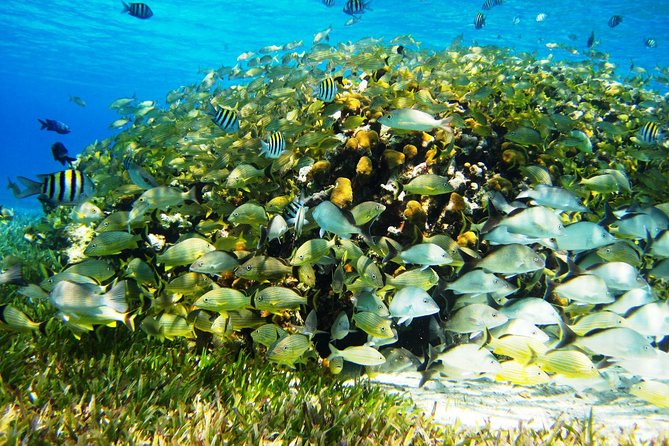 Cozumel Snorkeling Tour at Palancar & Colombia Reefs and El Cielo - Boat comfort and crew service vary
