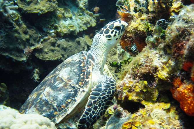 Cozumel Snorkeling Tour at Palancar & Colombia Reefs and El Cielo - Should you book the Palancar, Colombia, and El Cielo tour?