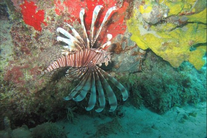 Cozumel Snorkeling Tour: Palancar, Columbia and El Cielo Reefs - Columbia Reef and the rhythm of a reef trip
