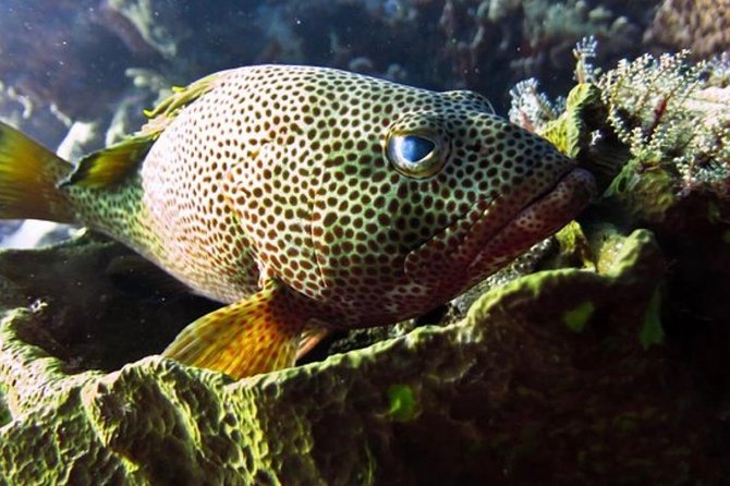 Cozumel Snorkeling Tour: Palancar, Columbia and El Cielo Reefs - Drinks, shade, and the small practical comforts