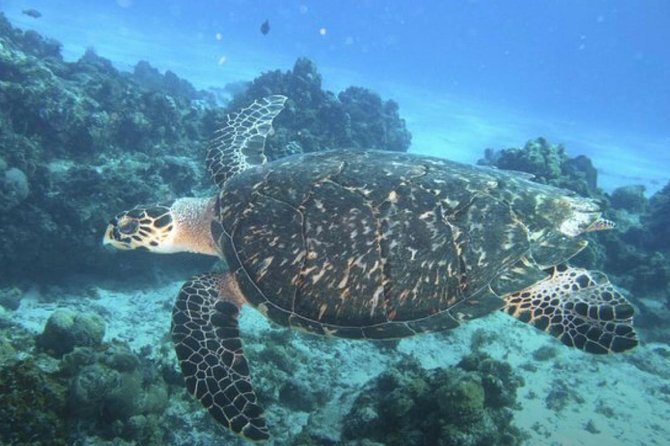 Cozumel Snorkeling Tour: Palancar, Columbia and El Cielo Reefs - Starting at Marina Cozumel ASIPONA