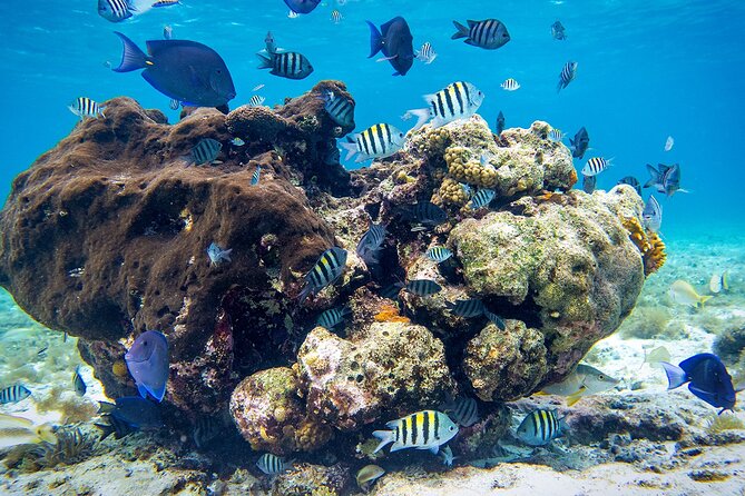 Cozumel Starfish and Tropical Reef Snorkeling by Powerboat with Lunch - What the included gear means for you