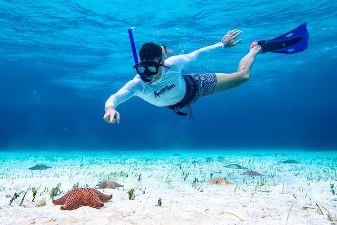 Cozumel Starfish and Tropical Reef Snorkeling by Powerboat with Lunch - Is $139 a fair price?