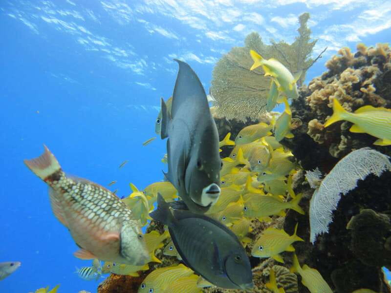 Cozumel: VIP Glass Bottom Boat & Snorkeling 3 Reefs Tour - What to bring for a more comfortable outing
