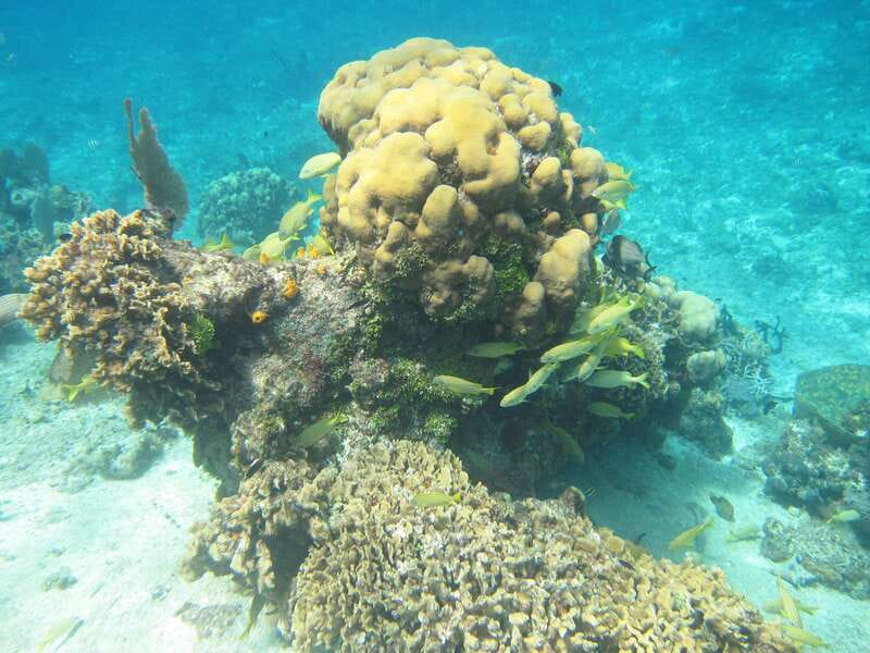 Cozumel: VIP Glass Bottom Boat & Snorkeling 3 Reefs Tour - The glass-bottom boat is a real benefit for mixed groups