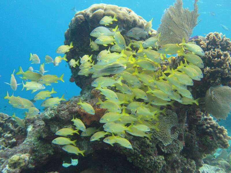 Cozumel: VIP Glass Bottom Boat & Snorkeling 3 Reefs Tour - Meeting at El Cid La Ceiba