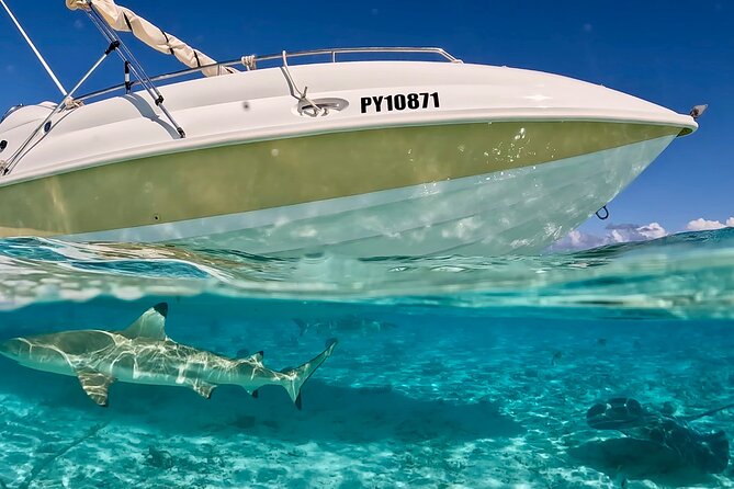 Crazyseahorseborabora Comfortable boat , sensational snorkeling . - Meeting at the main dock at 8:30 am