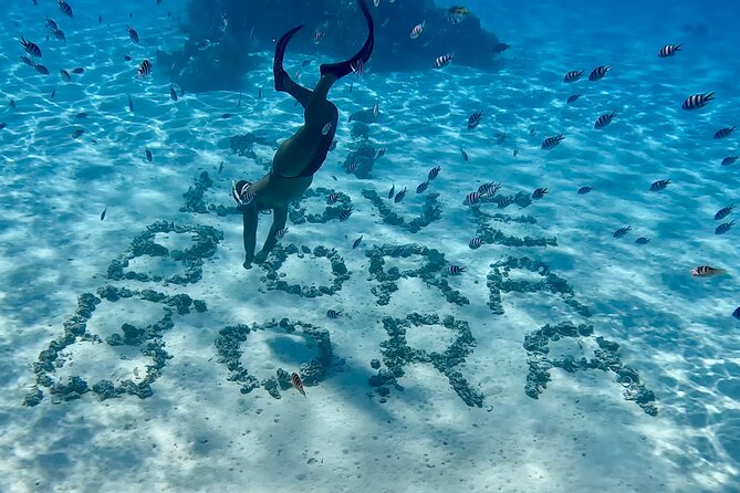 Crazyseahorseborabora Comfortable boat , sensational snorkeling . - Coral gardens and a swim helped by the current