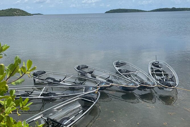 Crystal Kayak & Snorkel Eco Tour (with transfer) - Mangroves, rock beds, and a quieter kind of wildlife tour