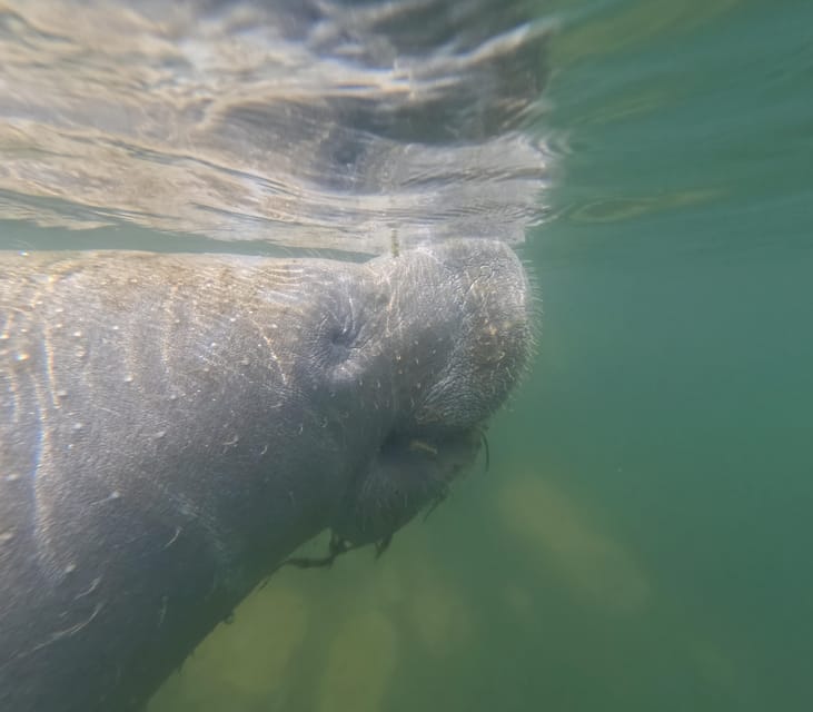 Crystal River: Guided Manatee Snorkeling Tour - Key points to know before booking