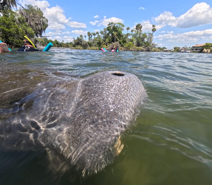 Crystal River: Guided Manatee Snorkeling Tour - Should you book it?