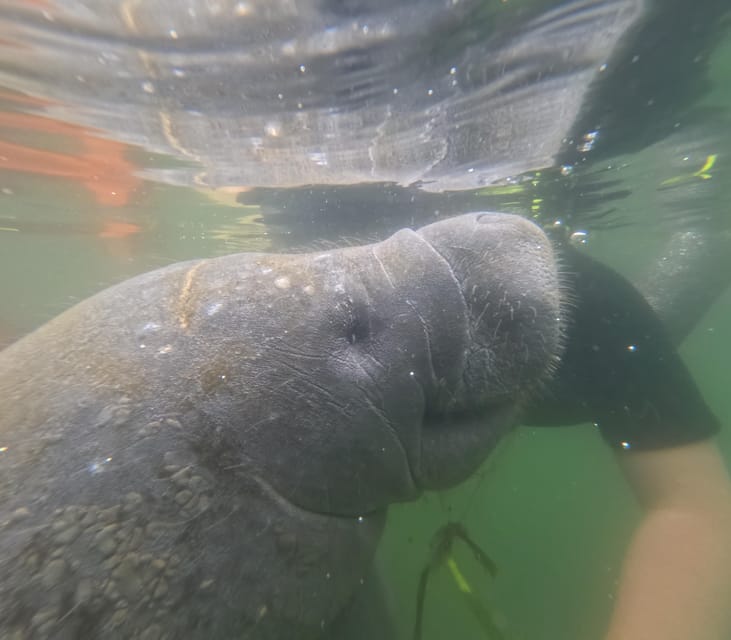 Crystal River: Guided Manatee Snorkeling Tour - Getting ready at the Crystal River office