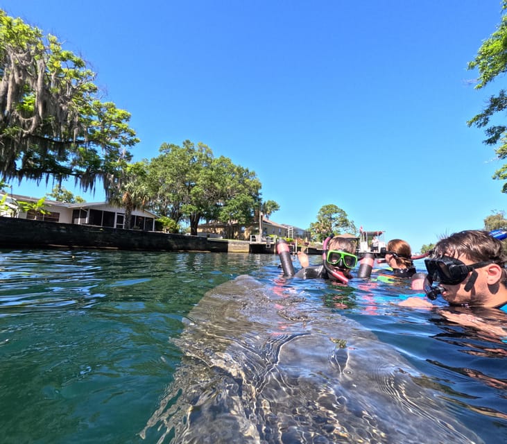 Crystal River: Guided Manatee Snorkeling Tour - Entering the water with the manatees