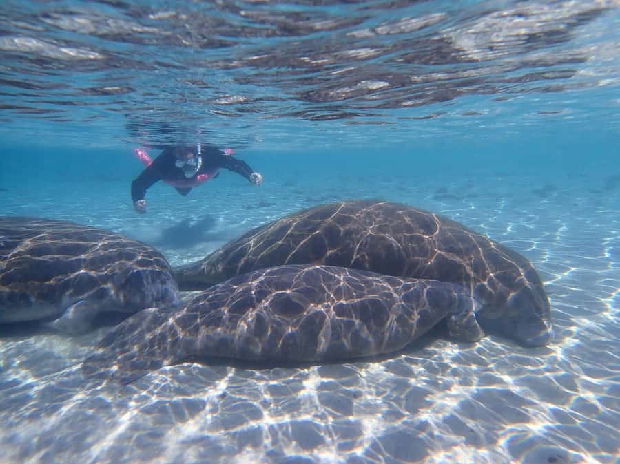 Crystal River: Guided Manatee Snorkeling Tour with Photos - The manatee encounter is about patience