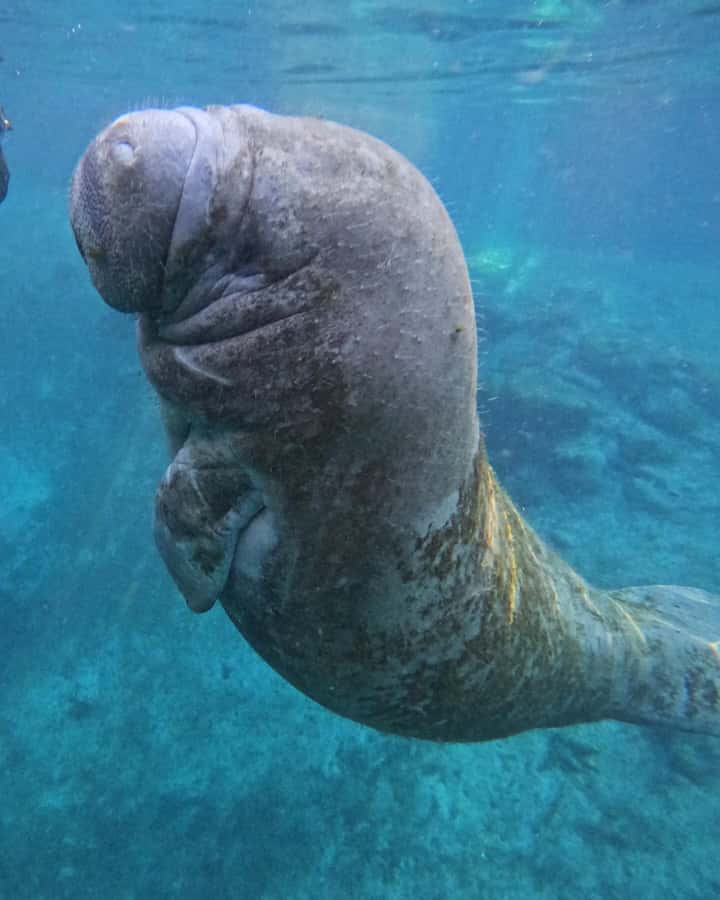 Crystal River: Guided Manatee Snorkeling Tour with Photos - Free photos let you watch instead of manage a camera