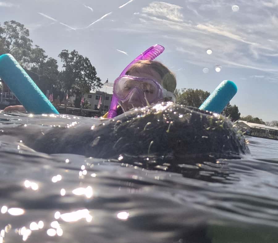 Crystal River: Guided Manatee Snorkeling Tour with Photos - How the $65 price holds up