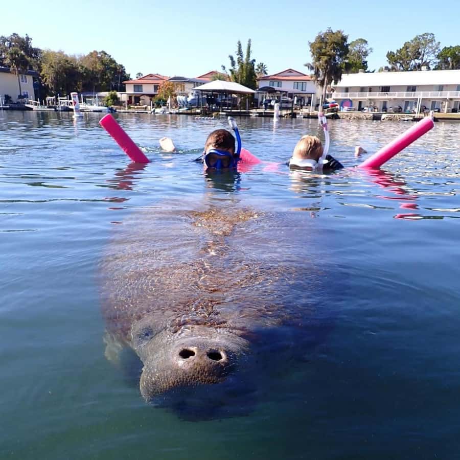 Crystal River: Guided Manatee Snorkeling Tour with Photos - Practical details that can improve your day