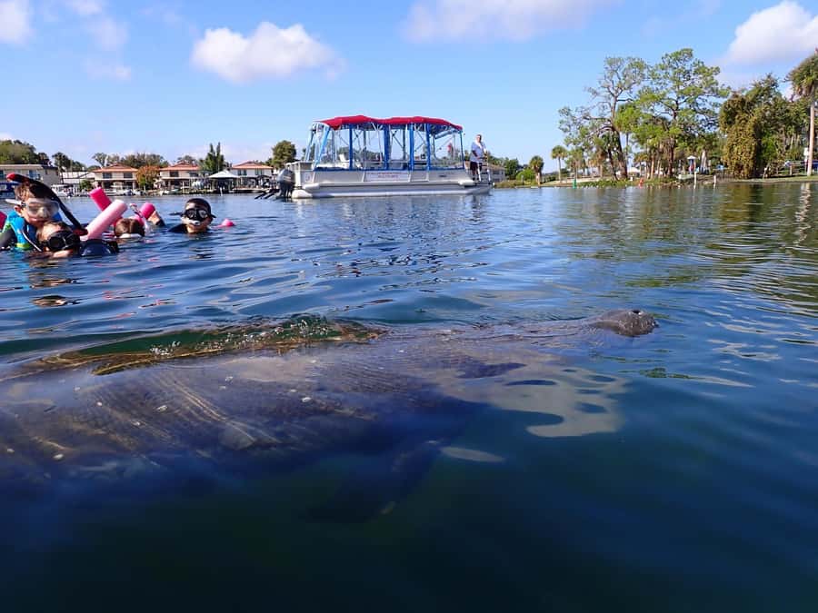 Crystal River: Guided Manatee Snorkeling Tour with Photos - What your three-hour morning or afternoon looks like