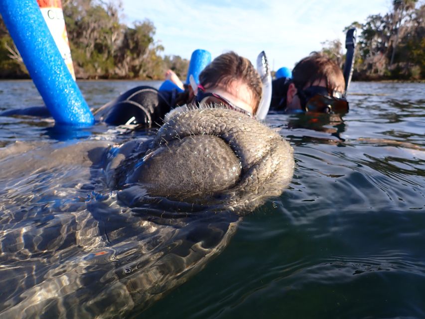 Crystal River: Manatee Snorkel Tour w/ In-Water Photographer - The in-water photographer adds convenience, not certainty