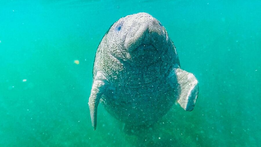 Crystal River: Manatee Snorkel Tour w/ In-Water Photographer - What can go wrong, and how to improve your odds
