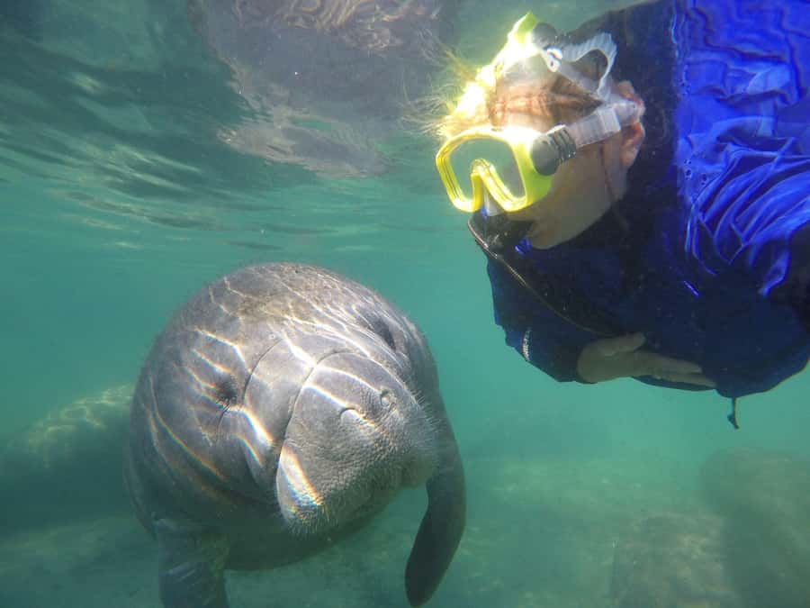 Crystal River: Small-Group Manatee Snorkeling Tour - Key points to know before booking