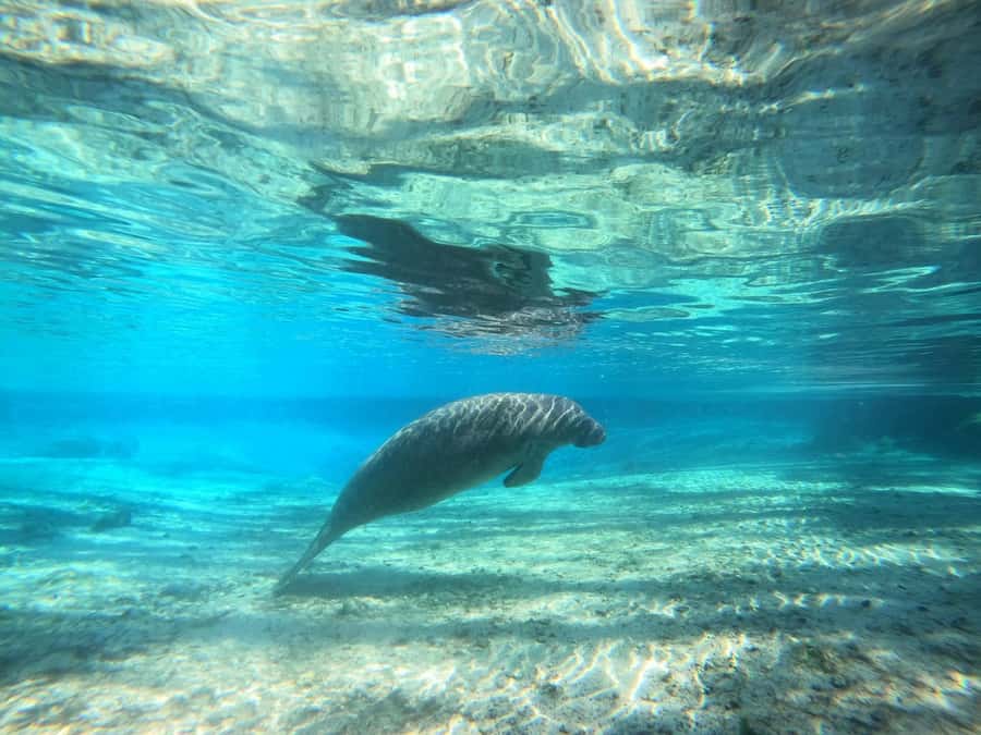 Crystal River: Small-Group Manatee Snorkeling Tour - Getting to the Paddle Tail Lodge docks