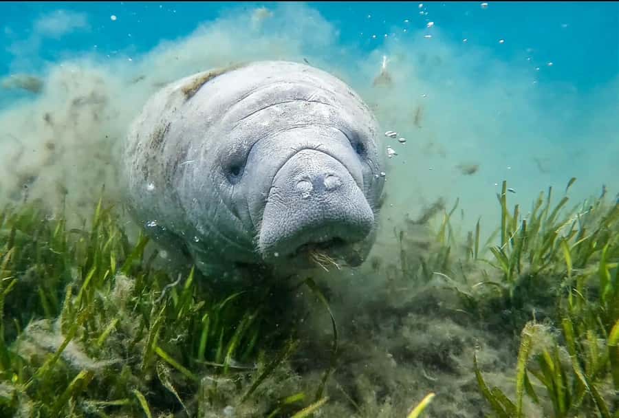 Crystal River: Small-Group Manatee Snorkeling Tour - Meeting the manatees in protected water