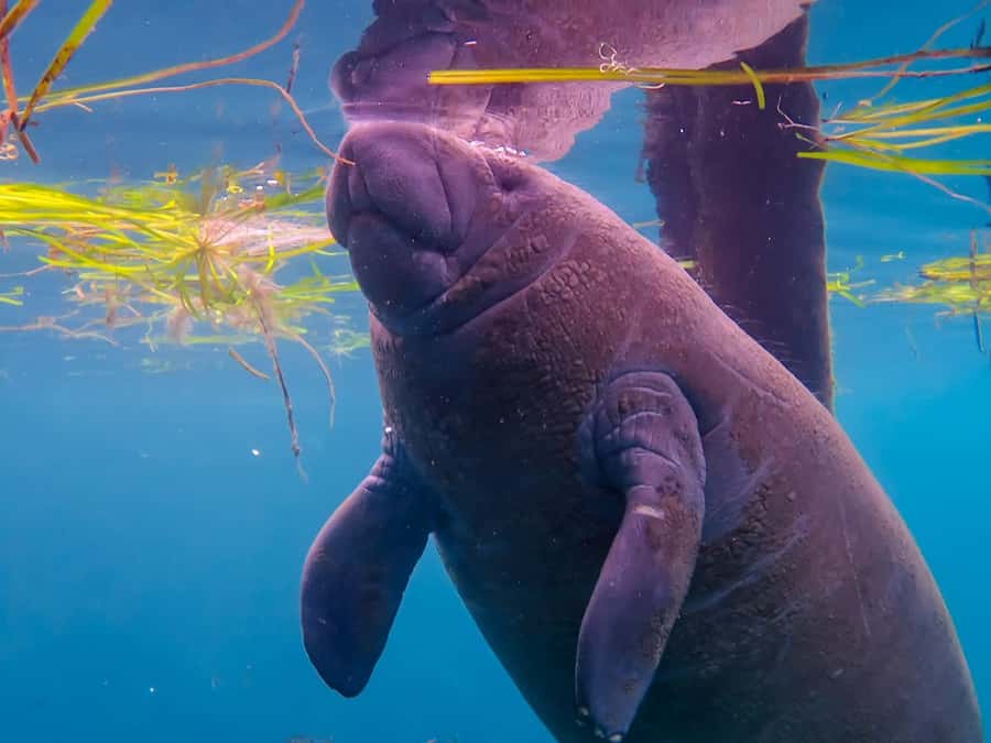 Crystal River: Small-Group Manatee Snorkeling Tour - Is $88 a fair price?