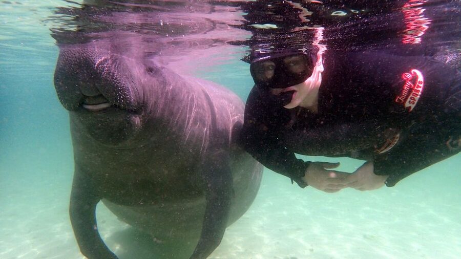 Crystal River: Snorkel with Manatees & Dolphin Airboat Trip - Key points to know before you book