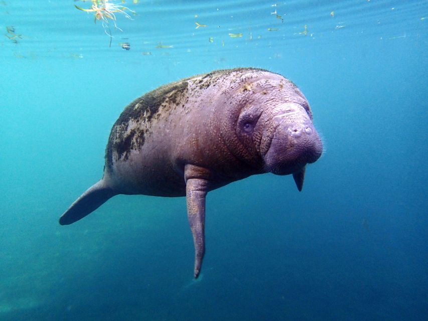Crystal River: Snorkel with Manatees & Dolphin Airboat Trip - Why Crystal River is the right place for a manatee swim