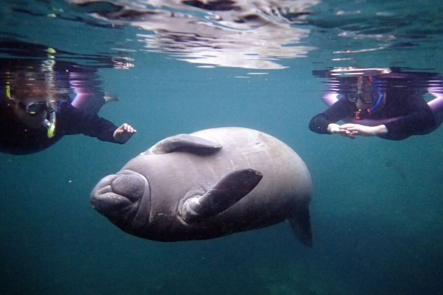 Crystal River: Snorkel with Manatees & Dolphin Airboat Trip - Three hours with manatees, from lesson to changing room