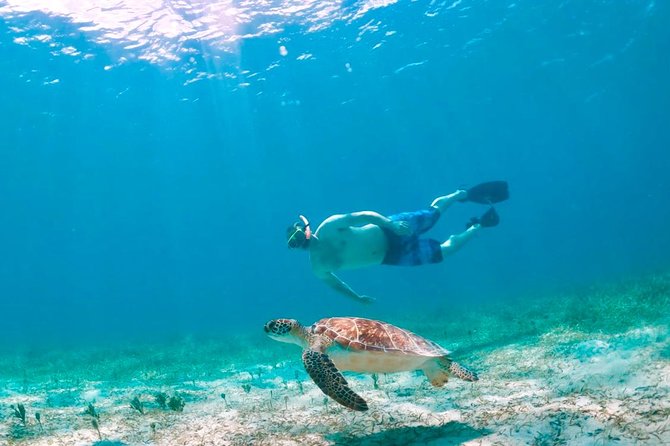 Culebra Snorkel and Turtle Adventure with Transport - Why the turtle and beach combination works